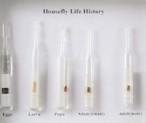 LIFE CYCLE OF HOUSE FLY
