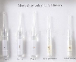 LIFE CYCLE OF MOSQUITO