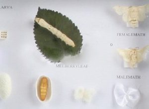 LIFE CYCLE OF SILK WORM