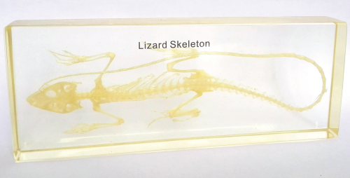 Real Lizard Skeleton Model