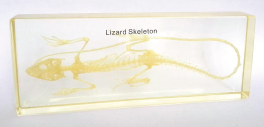 Real Lizard Skeleton Model