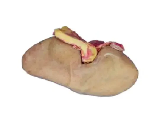 Preserved Pig Kidney Specimen