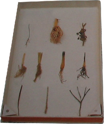 Different Plant Roots Specimen
