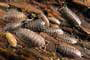 Educational Woodlice Observation 10/Pack